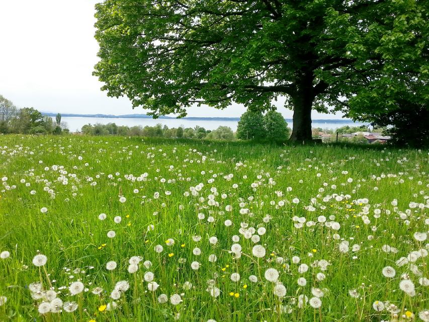 Naturwiese mit Seeblick